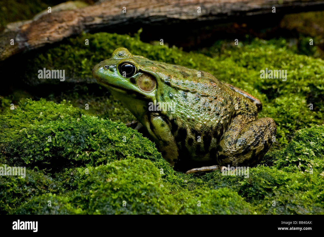 Una rana verde Foto de stock