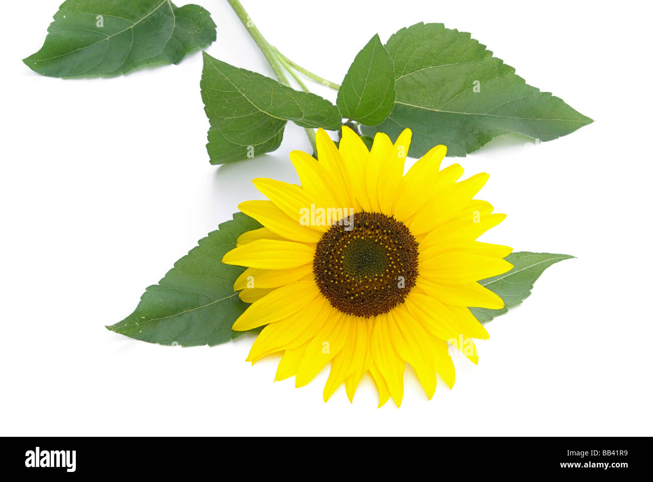 Girasol Sonnenblumen 28 Foto de stock