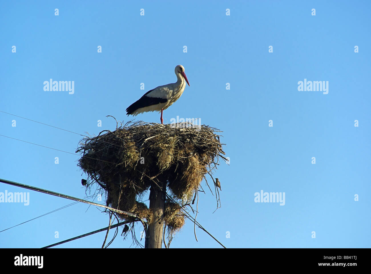 Cigüeña Storch 03 Foto de stock