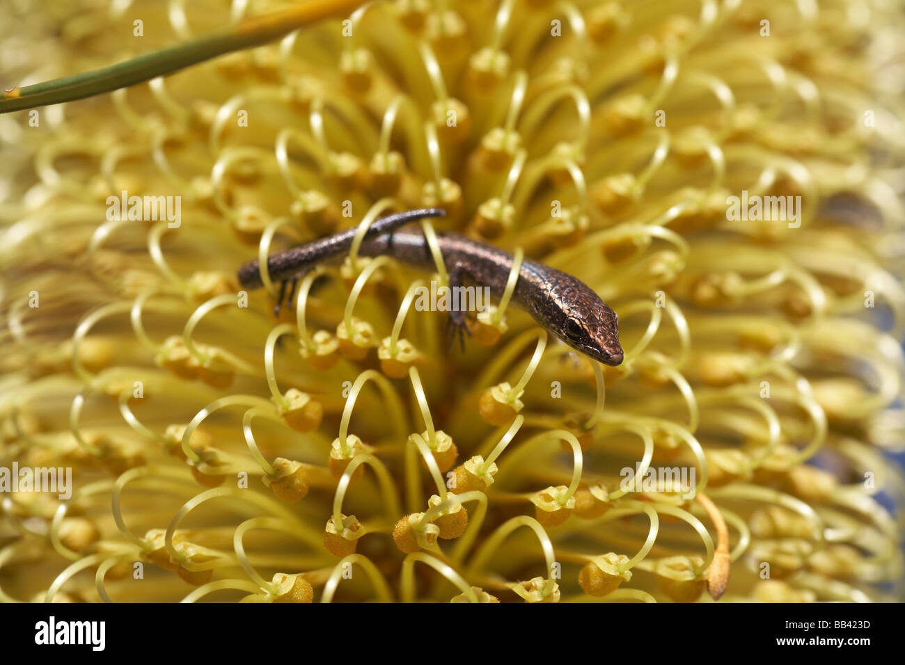 Pequeñas especies lampropholis skink o lizard en un australiano Banksia flor Foto de stock