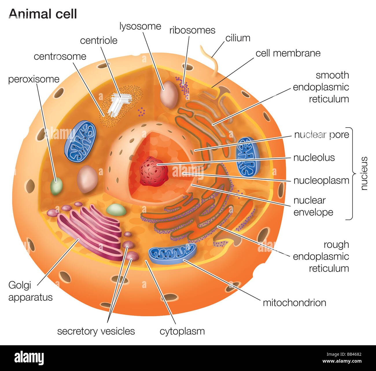 Dibujo de un corte de células animales eucariotas. Foto de stock
