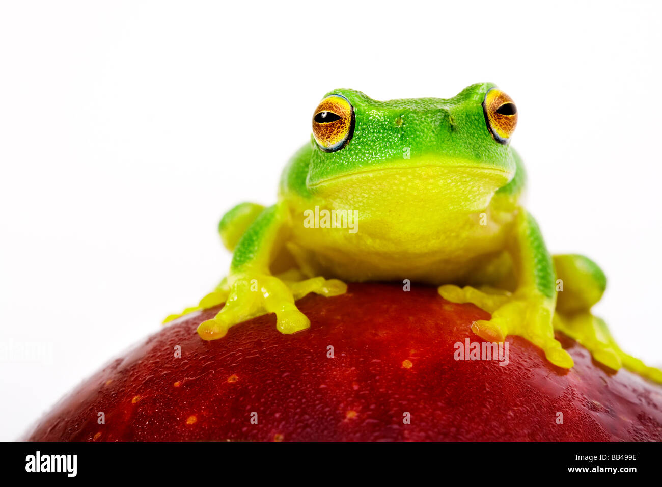 La rana arborícola verde pequeña sentado en manzana roja Foto de stock