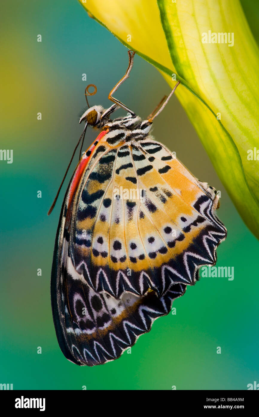 Washington Sammamish mariposas tropicales fotografía de Leopard Lacewing, mariposa Cethosia cyane, sobre amarillo Calla Lilly Foto de stock