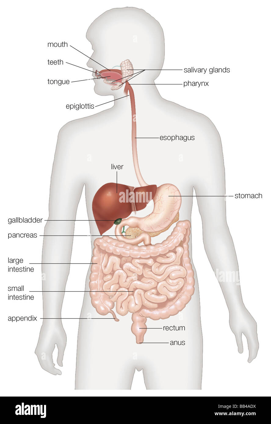 El sistema digestivo humano visto desde el frente Fotografía de stock -  Alamy