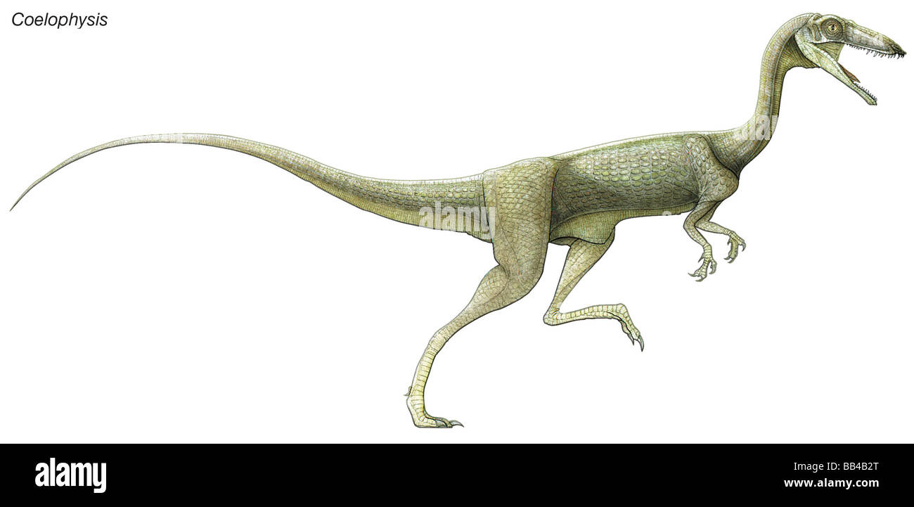 Coelophysis, un dinosaurio del Triásico Tardío. Un depredador que viven en grandes manadas, tenía extremidades huecas, similares a las aves. Foto de stock