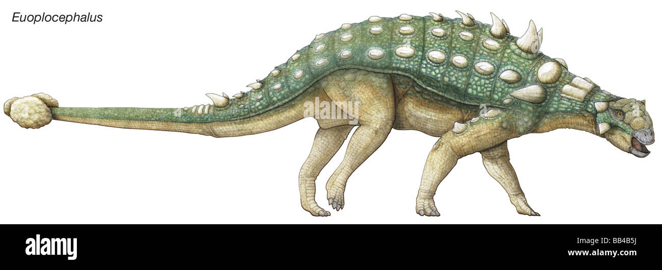 Dinosaurio Cretácico tardío, Euoplocephalus, que significa 'bien blindados, cabeza" también tenía cuernos, placas óseas, espárragos y una malformación de la cola. Foto de stock