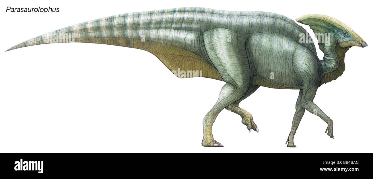 Saurolophus Parasaurolophus, 'al lado', un herbívoro Cretácico tardío con una cresta hueca que se extiende desde la parte posterior de su cráneo. Foto de stock
