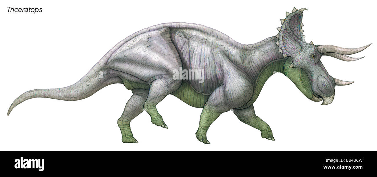 Triceratops de tres cuernos, 'cara' masiva Cretácico tardío herbívoro que fue uno de los últimos y más numerosos de los dinosaurios. Foto de stock