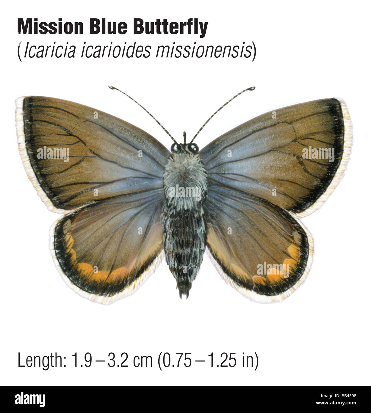 Misión mariposa azul (Icaricia icarioides missionensis), una especie en peligro de extinción. Foto de stock