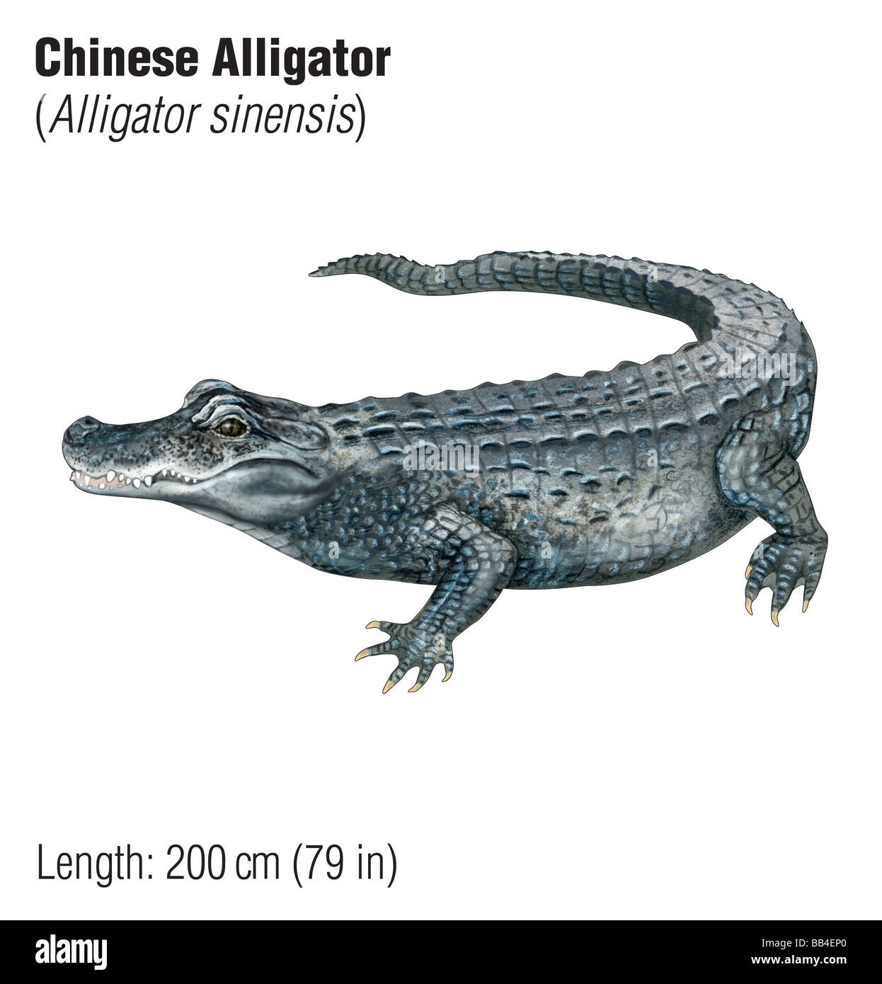 Cocodrilo chino (Alligator sinensis), una especie en peligro de extinción. Foto de stock