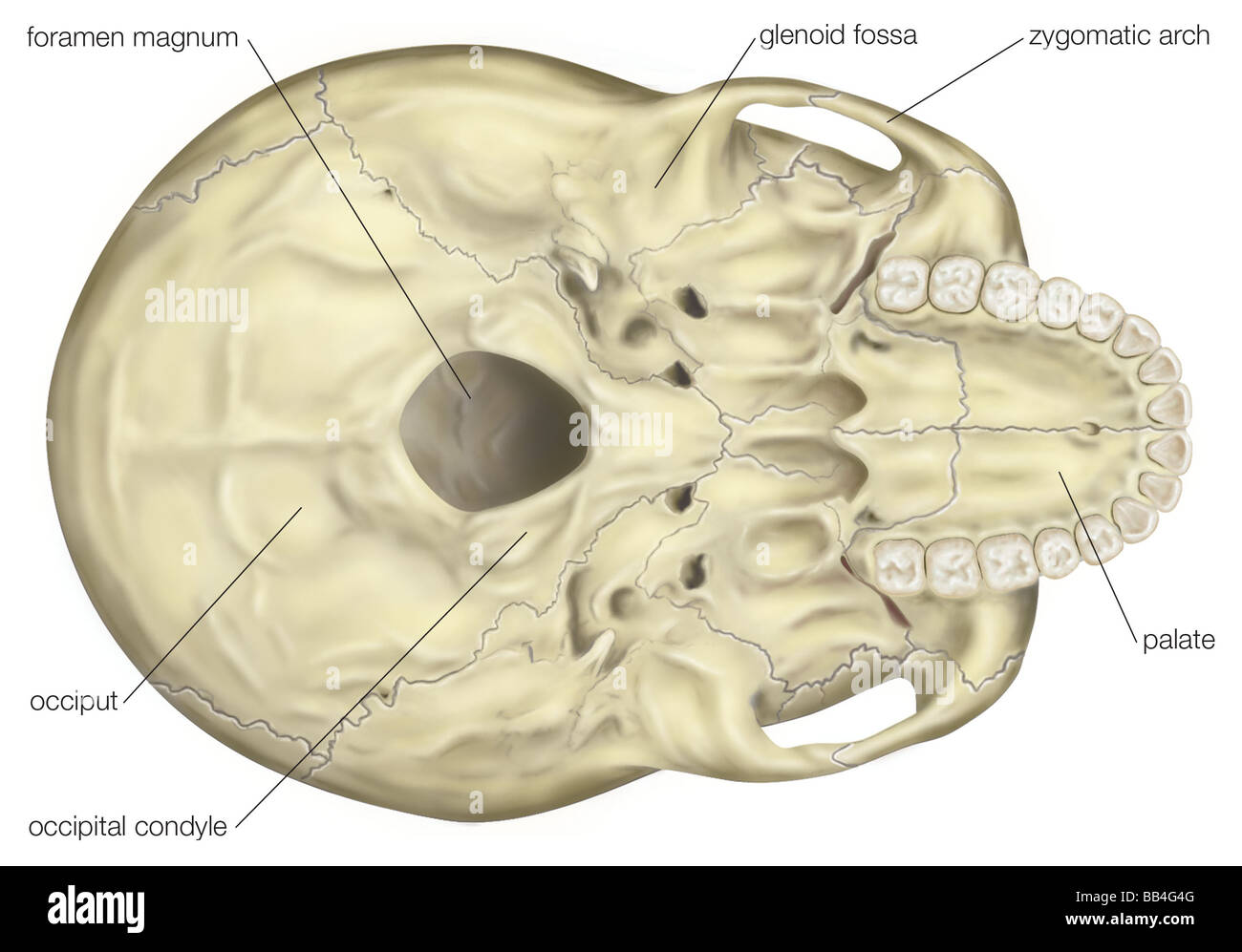 Vista de la base del cráneo humano, mostrando la ubicación céntrica del foramen magnum. Foto de stock