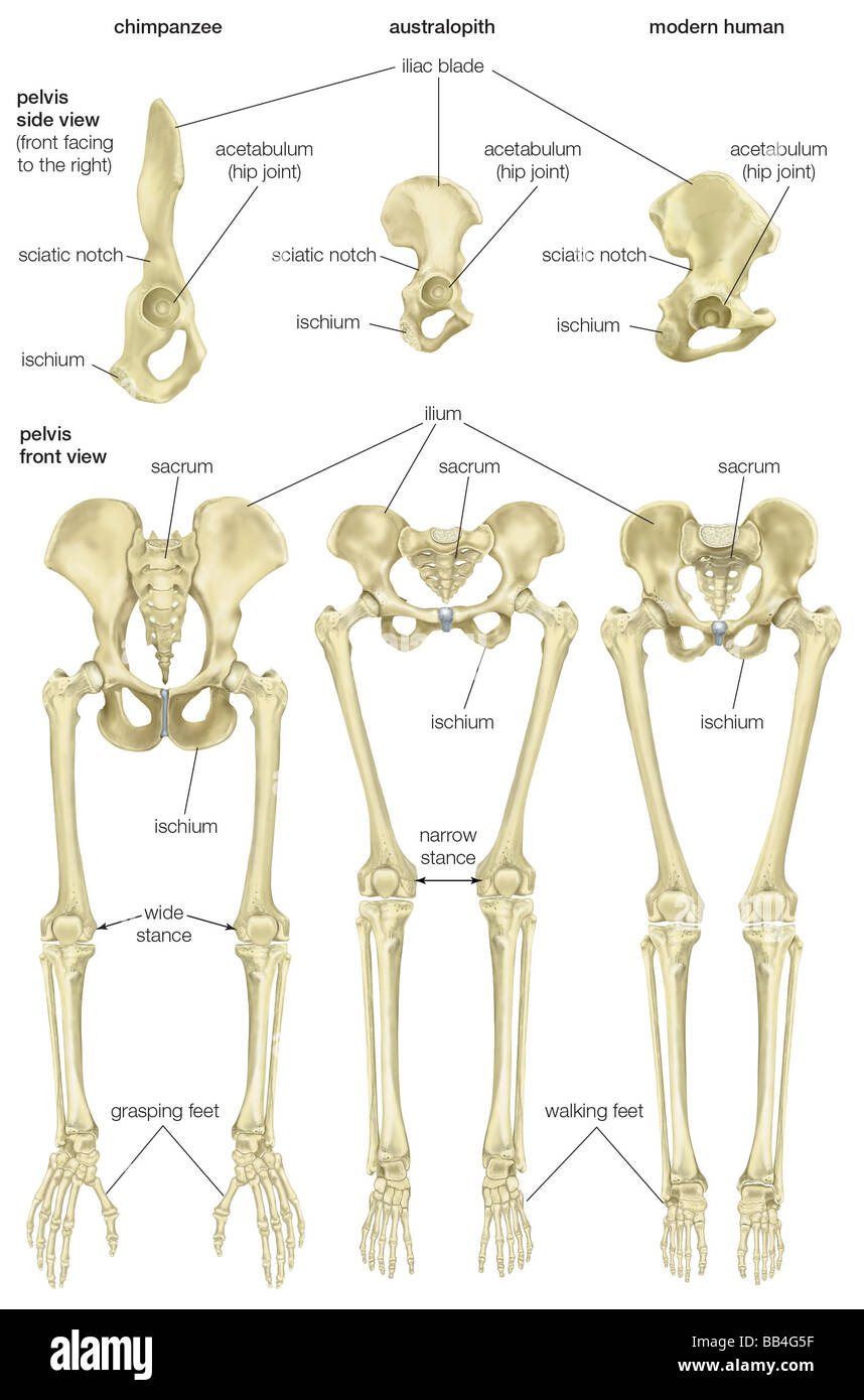 Comparación de la pelvis y las extremidades inferiores de un chimpancé, un australopith, y un hombre moderno. Foto de stock