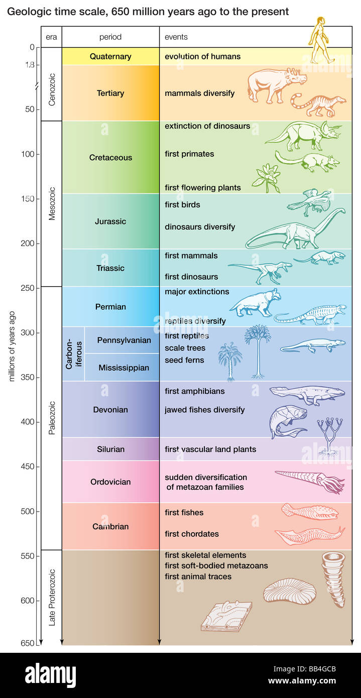 Una escala de tiempo geológico muestra grandes eventos evolutivos de 650 millones de años hasta el presente. Foto de stock
