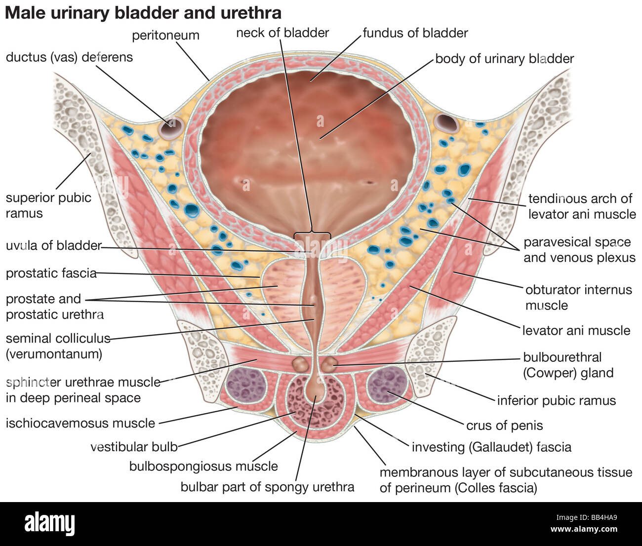 El hombre de la vejiga urinaria y la uretra Fotografía de stock - Alamy