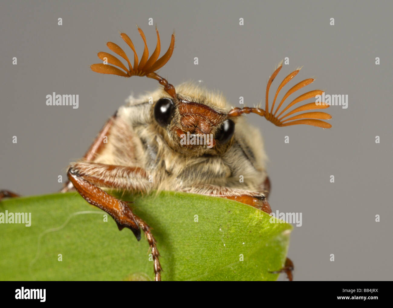 Cabeza y antenas de un adulto cockchafer Melolontha melolontha o bug en una hoja Foto de stock