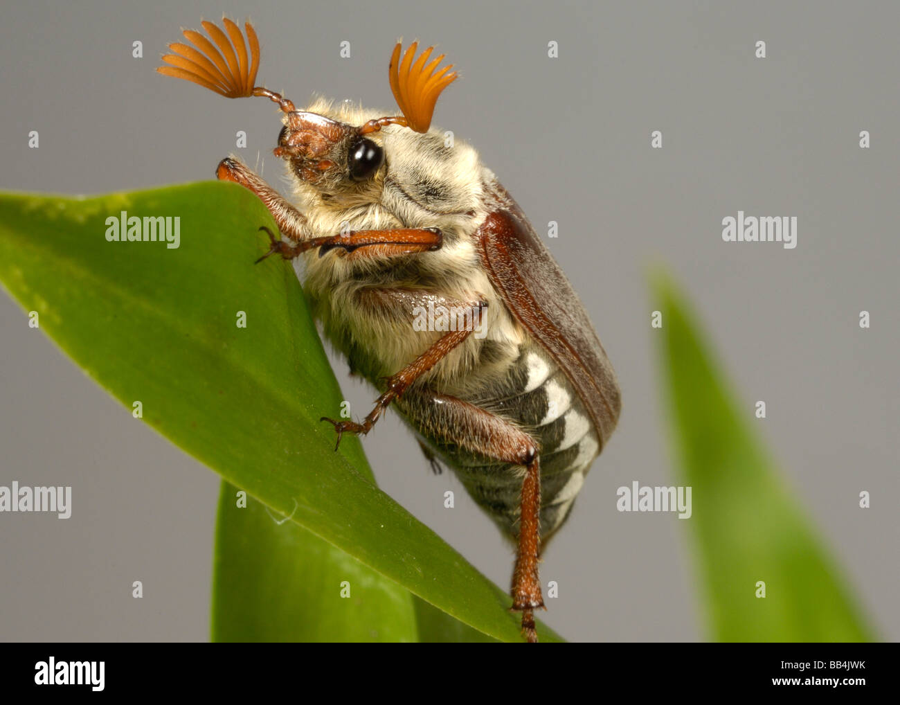 Melolontha melolontha cockchafer adultos o bug en una hoja Foto de stock