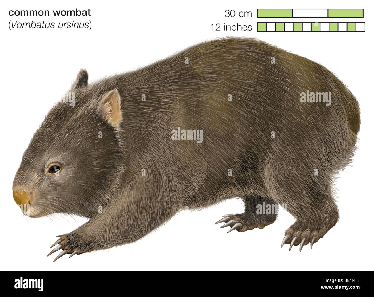 Ilustraciones de wombat fotograf as e im genes de alta resoluci n