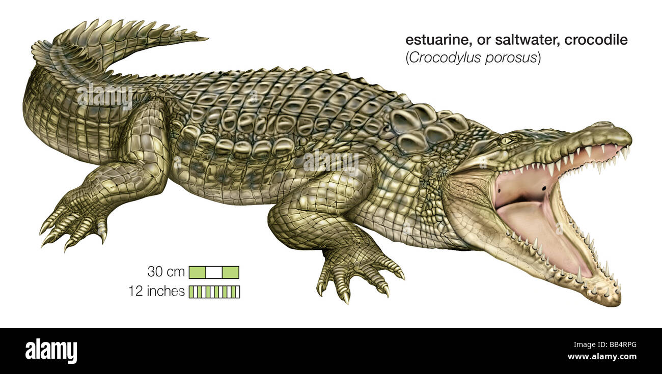 El cocodrilo de agua salada (Crocodylus porosus) Foto de stock