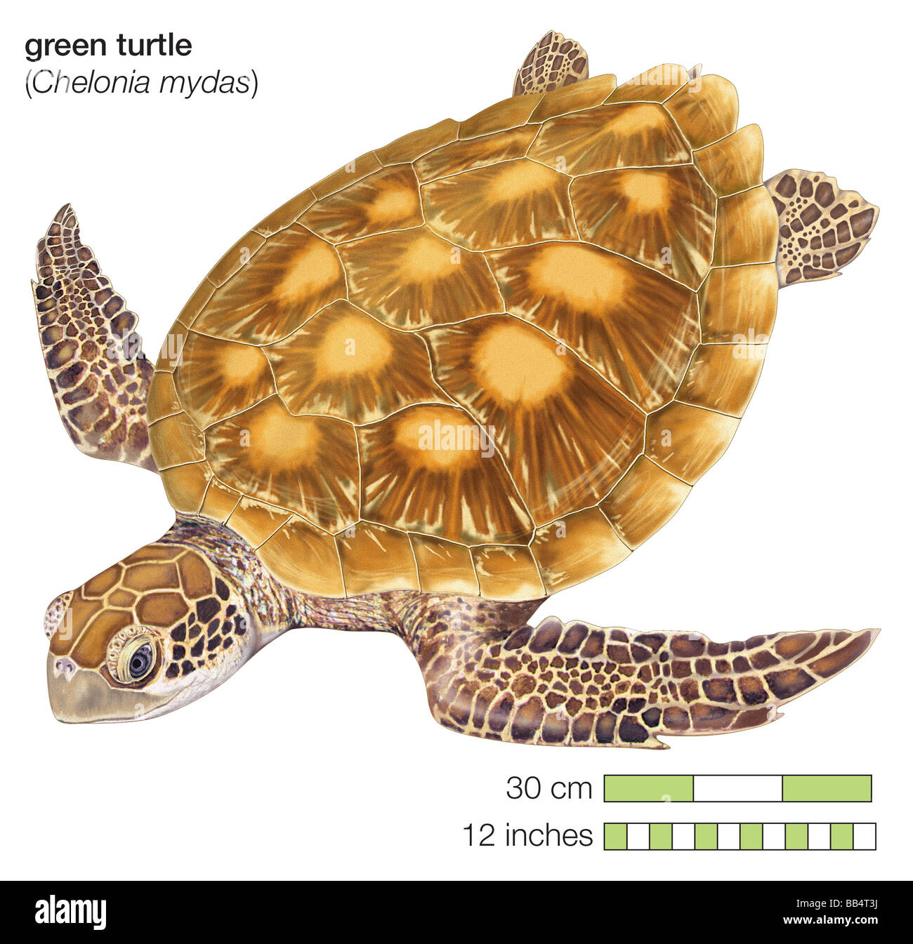 La tortuga verde (Chelonia mydas) Foto de stock