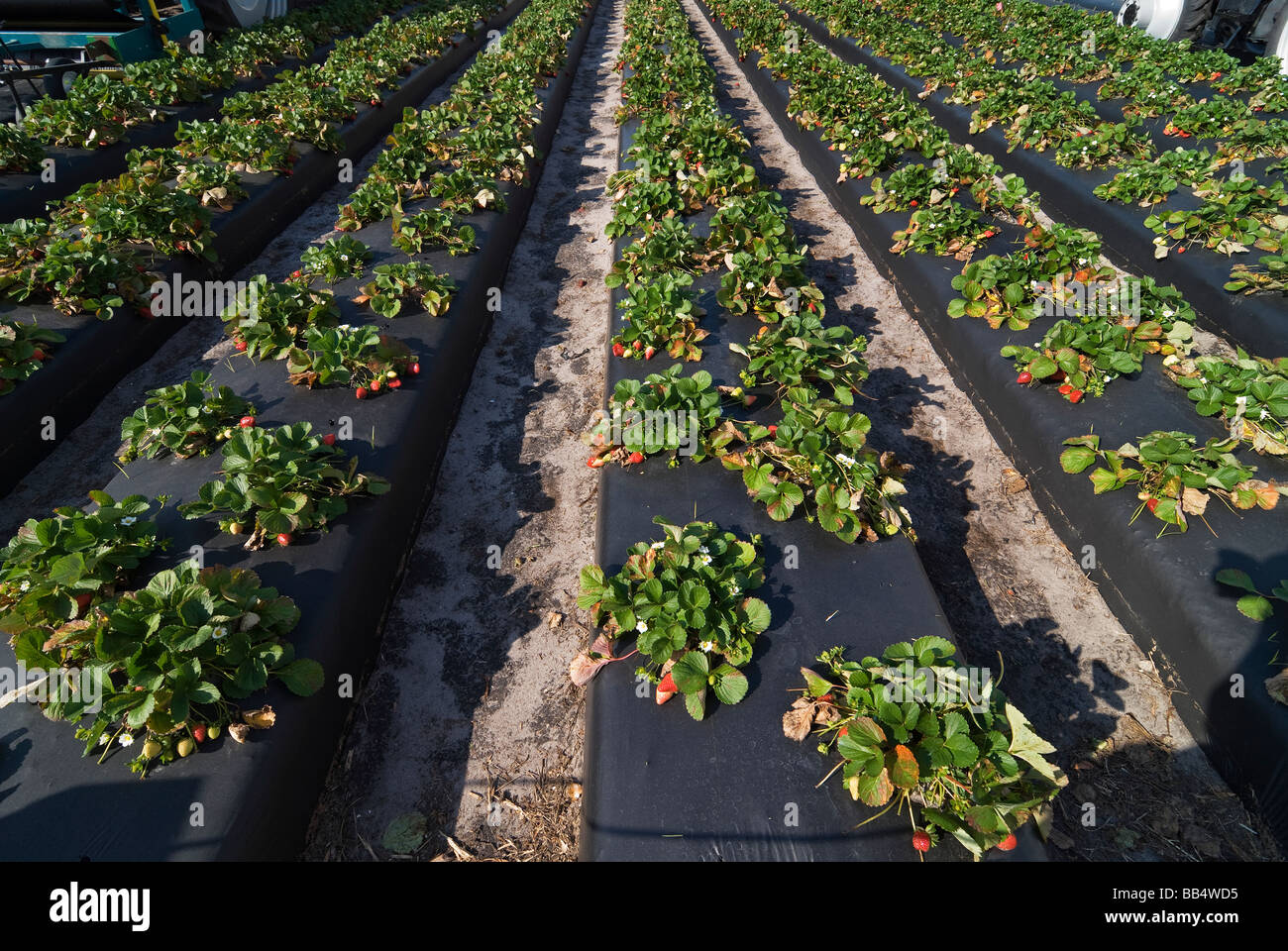 Parcela de demostración del cultivo de fresas en el Festival Anual de la Fresa, Plant City, Florida. Foto de stock