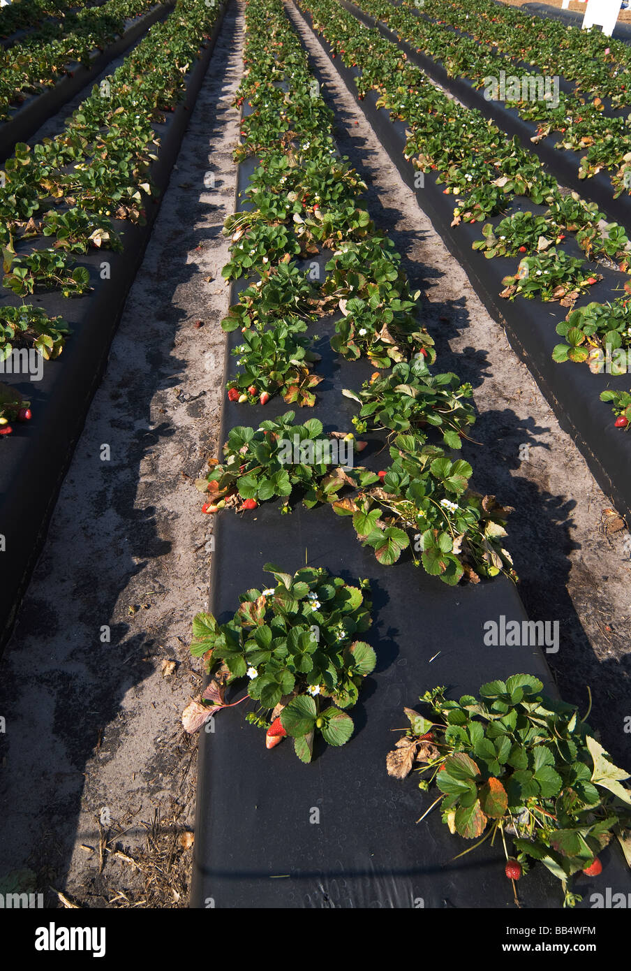 Parcela de demostración del cultivo de fresas en el Festival Anual de la Fresa, Plant City, Florida. Foto de stock