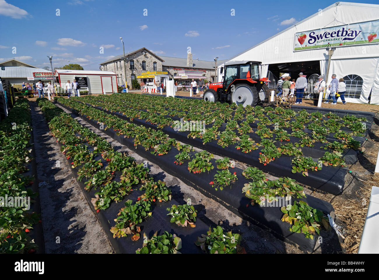 Parcela de demostración del cultivo de fresas en el Festival Anual de la Fresa, Plant City, Florida. Foto de stock