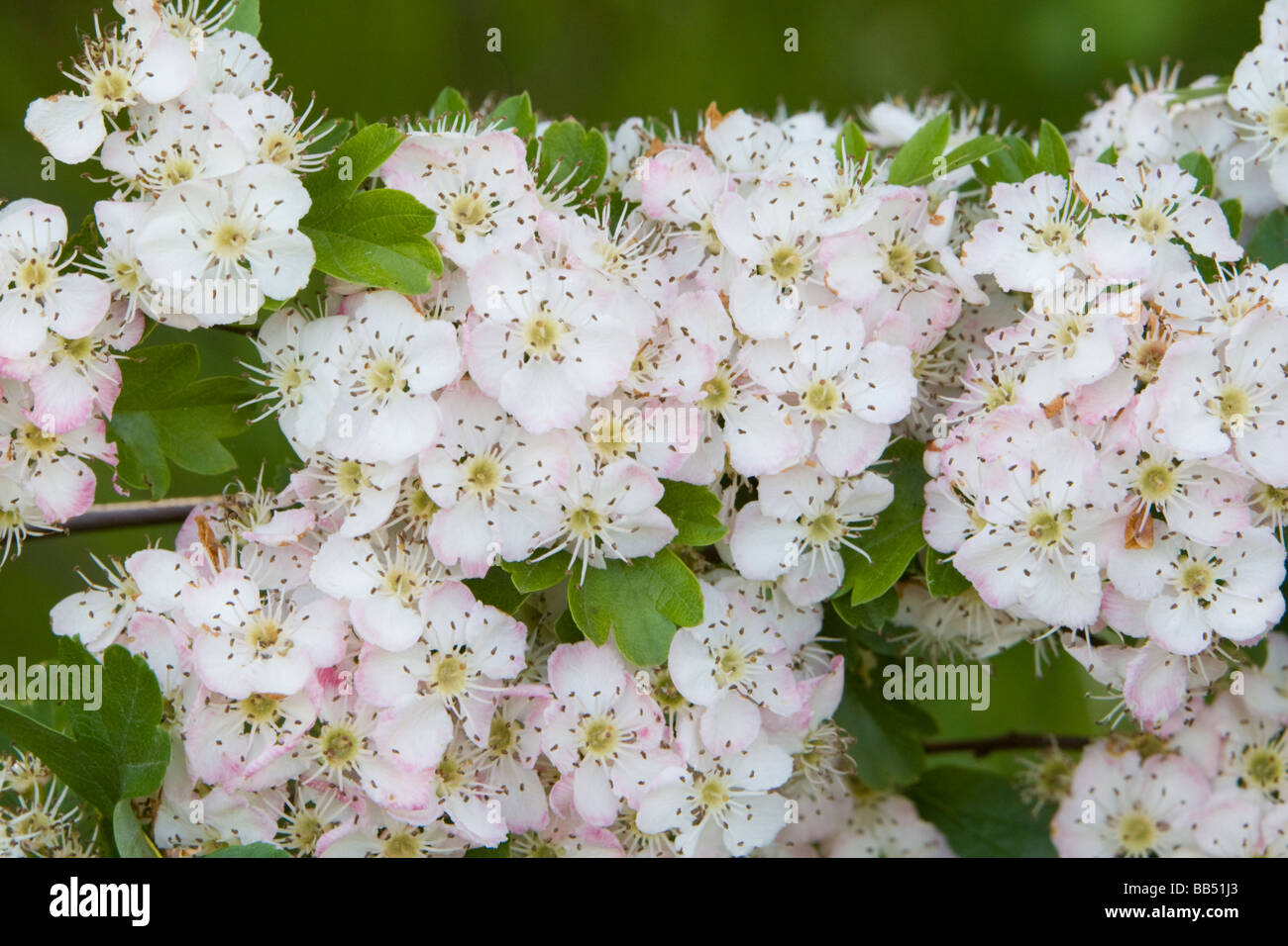 Espino común Crataegus monogyna en Kent UK Flores Primavera Foto de stock