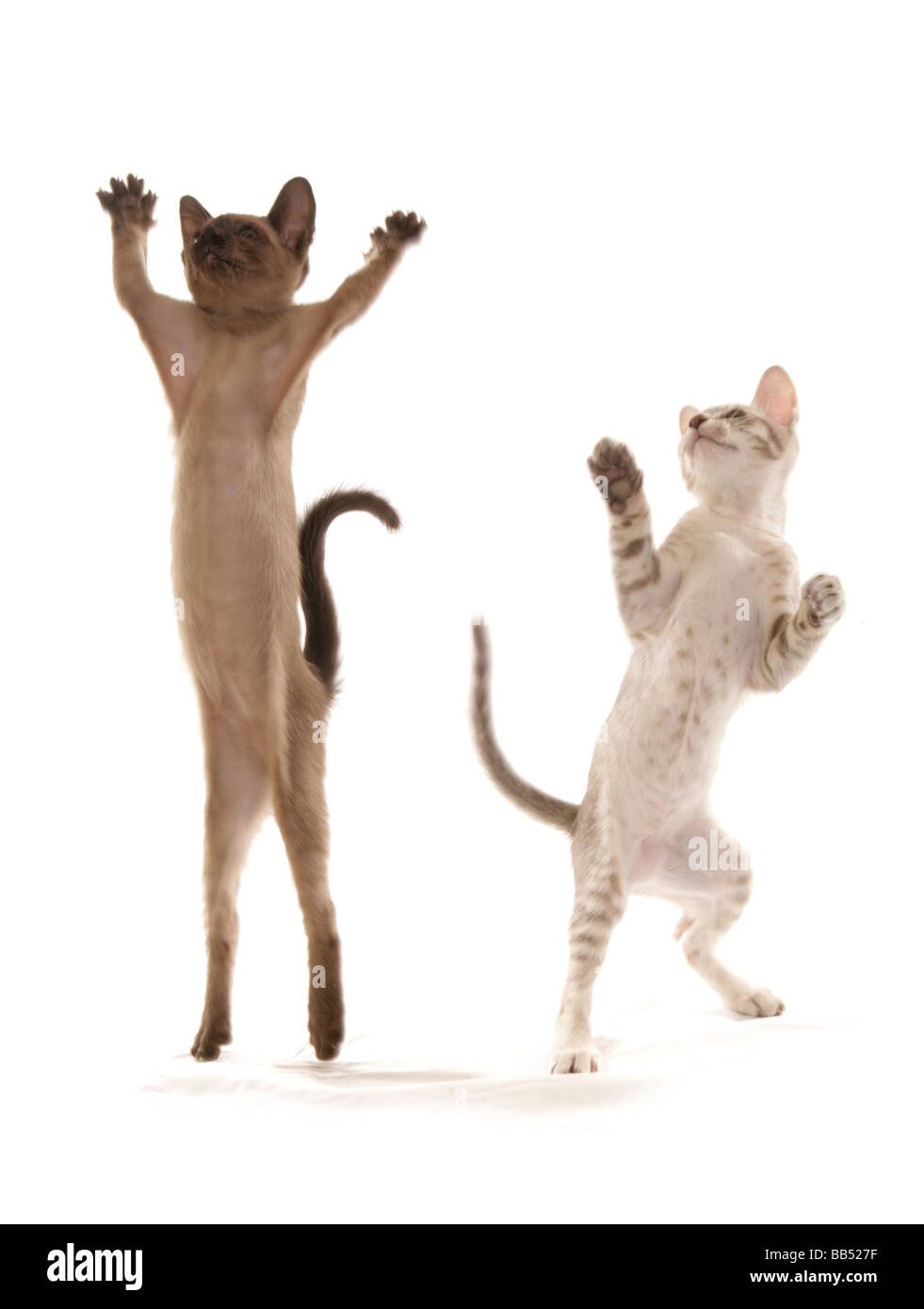 Gato bailando Imágenes recortadas de stock - Alamy