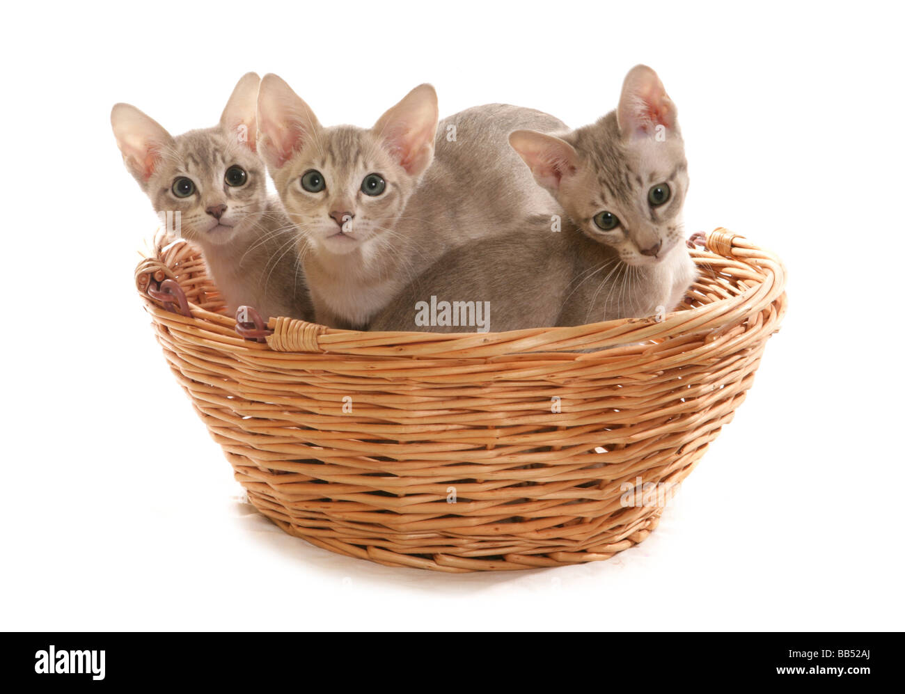 Tres Blue Tabby visón macho Tonkinese gatitos en una cesta retrato studio Foto de stock