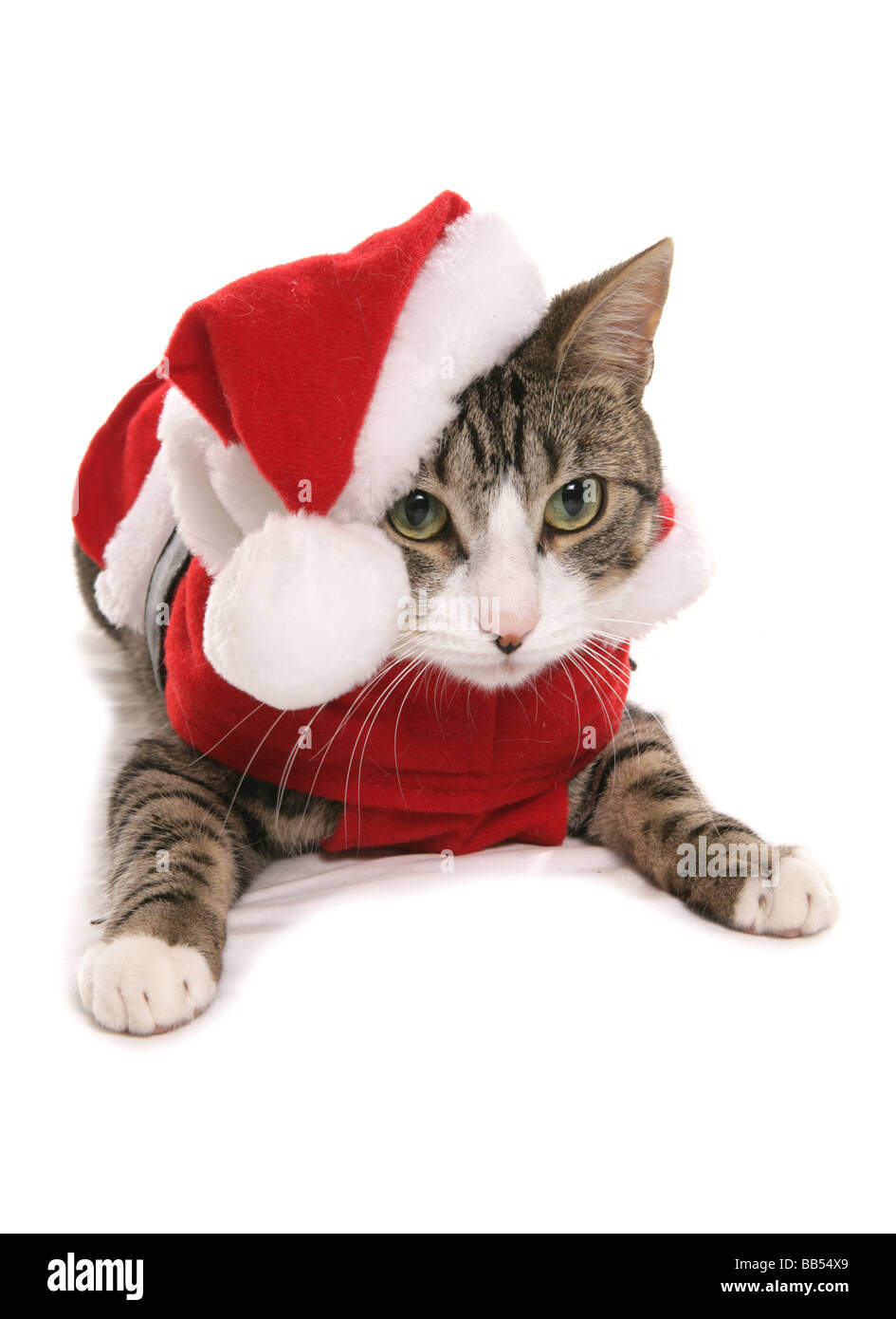 Gato mascota vestida con ropa de navidad Fotografía de stock - Alamy