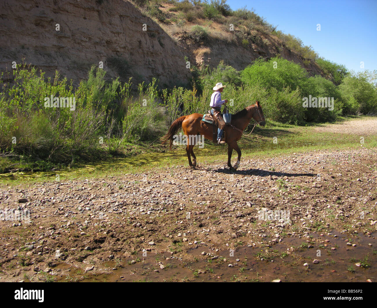 Vaquero en un rastro, en el paisaje. Foto de stock