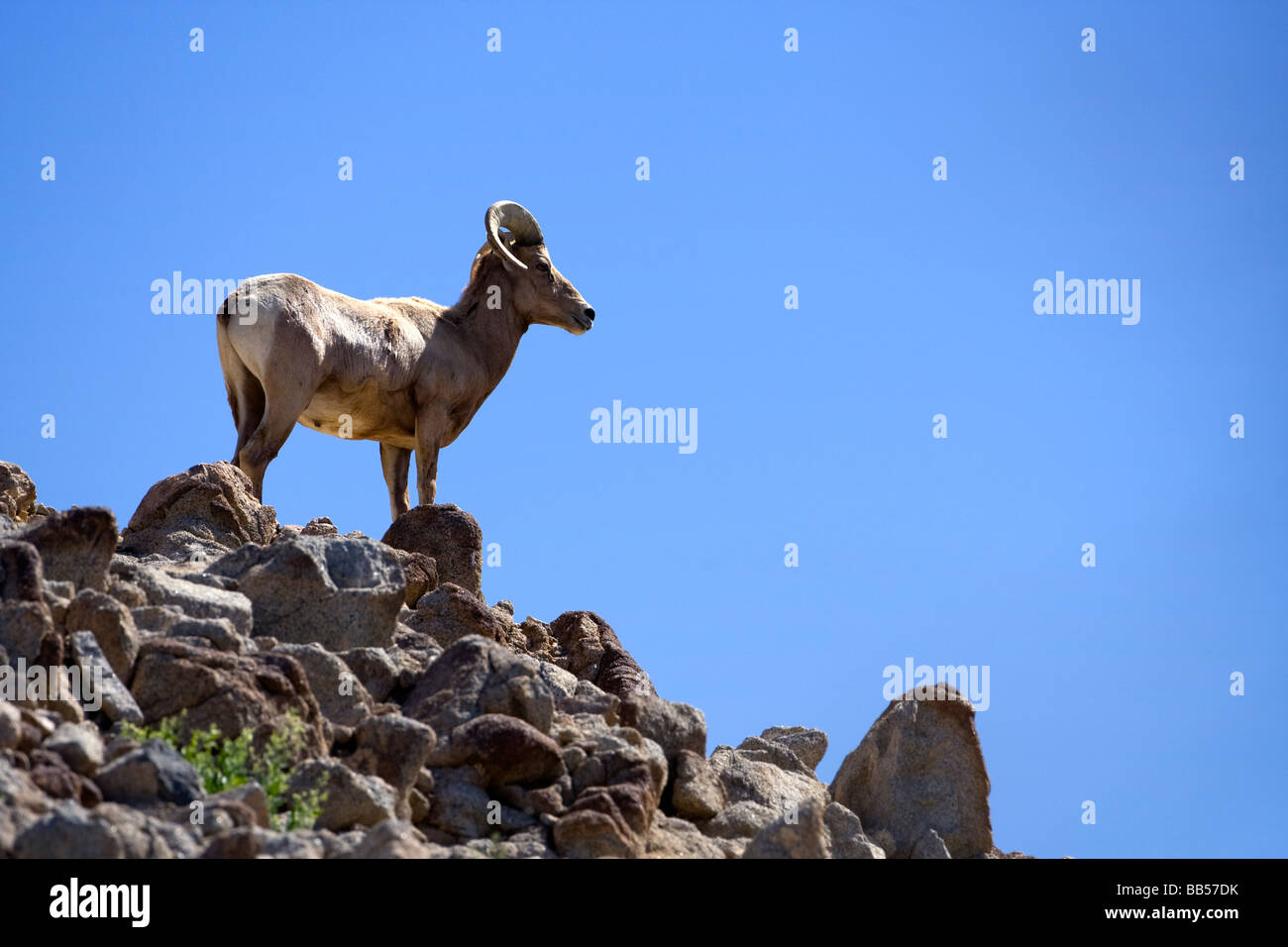 Big Horn Sheep en Anza Borrego Desert State Park, California. Foto de stock