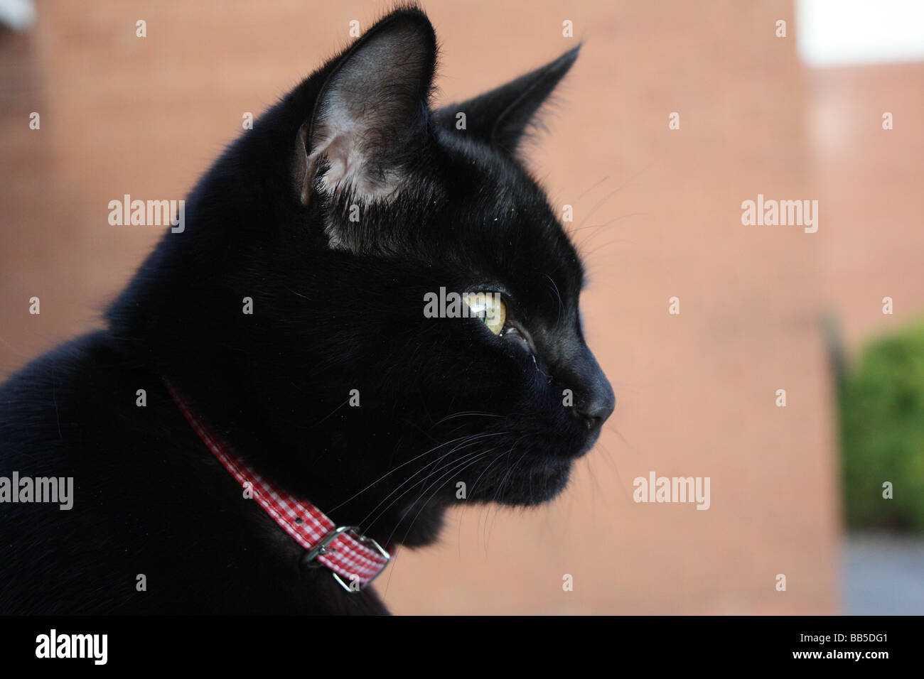 Gato negro en el mirador. Foto de stock