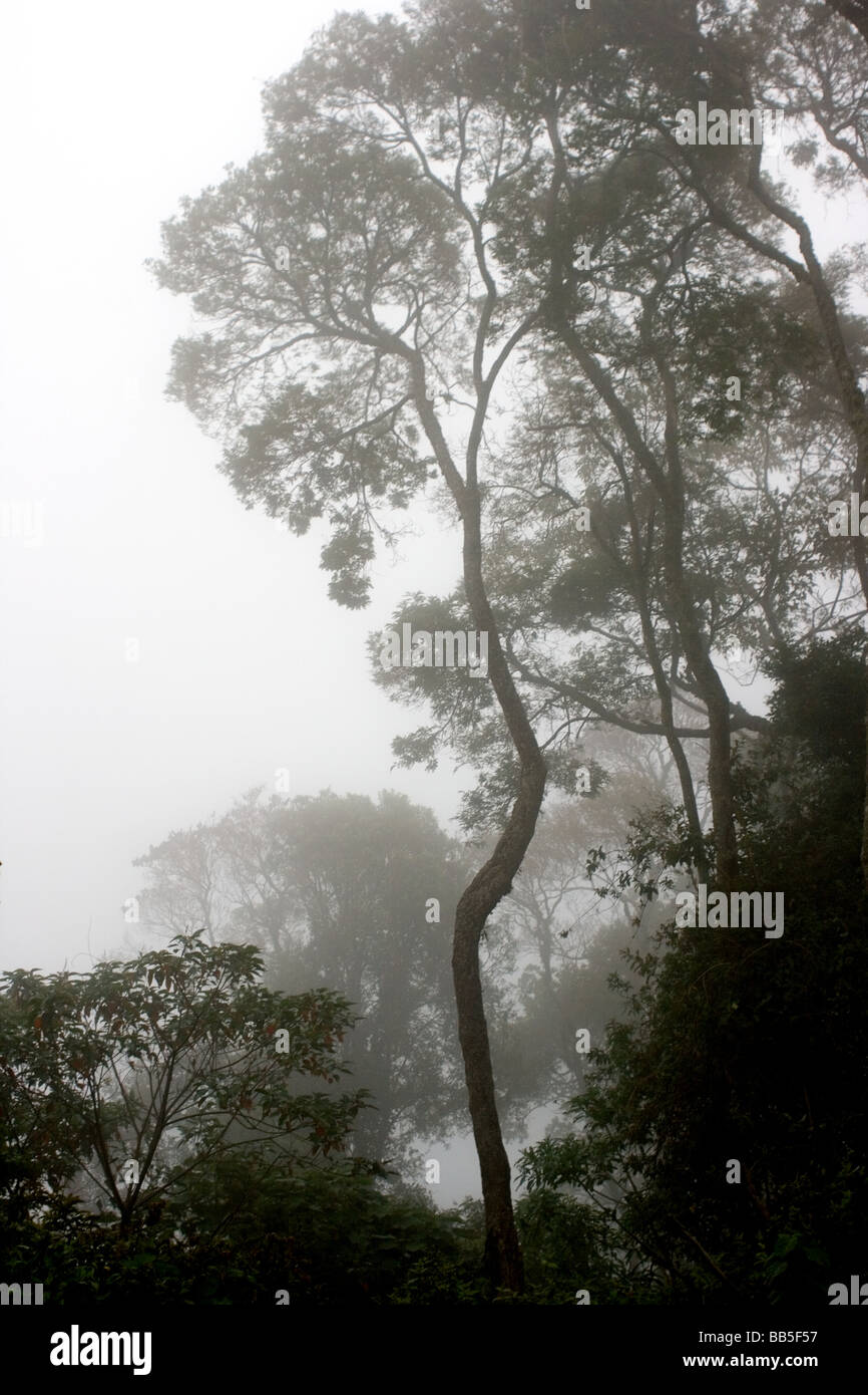 Bosque bajo la niebla Foto de stock