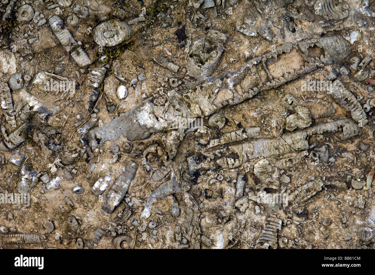 Los organismos marinos conservados en piedra caliza Foto de stock