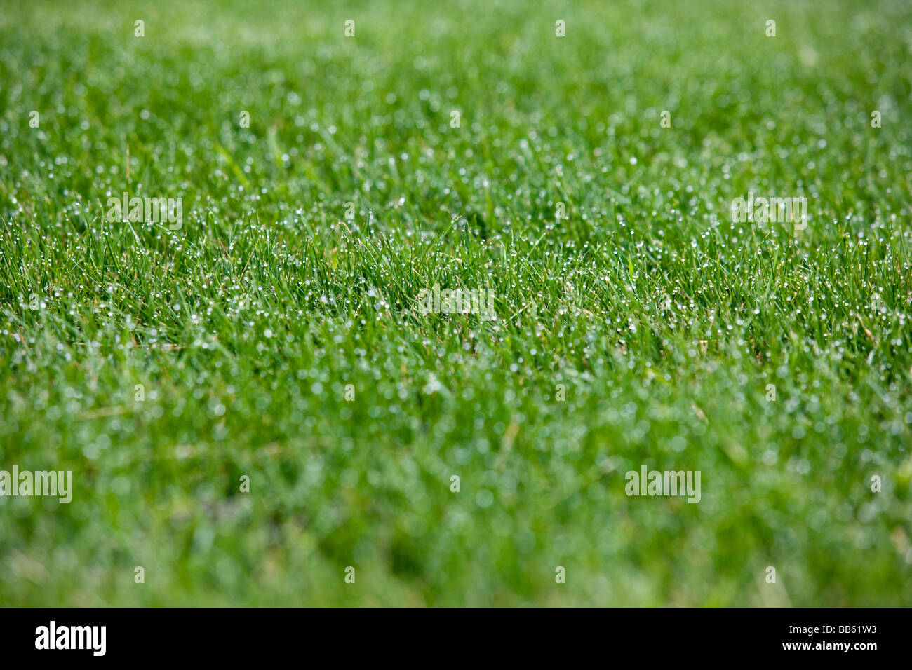Gotas de rocío sobre la hierba fresca de manantial Kennett Country Club Kennett Square Pennsylvania, EE.UU. Foto de stock
