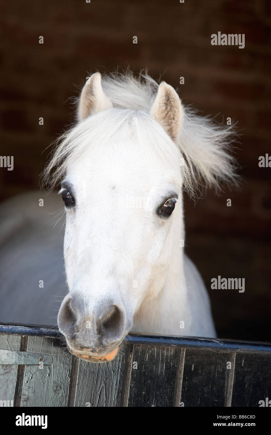 Pony mirando por encima de la puerta estable Foto de stock