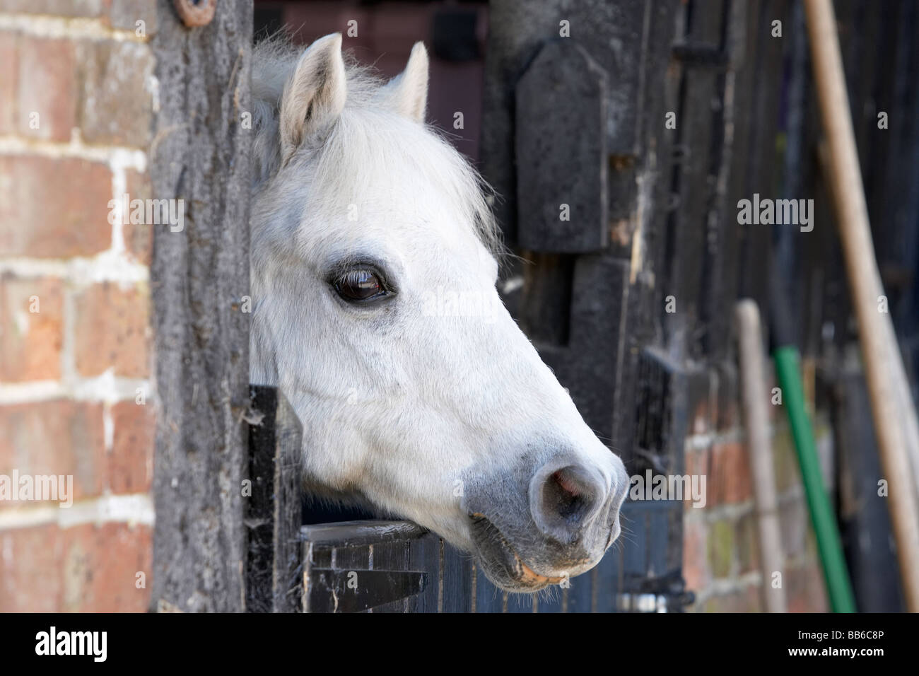 Pony mirando por encima de la puerta estable Foto de stock