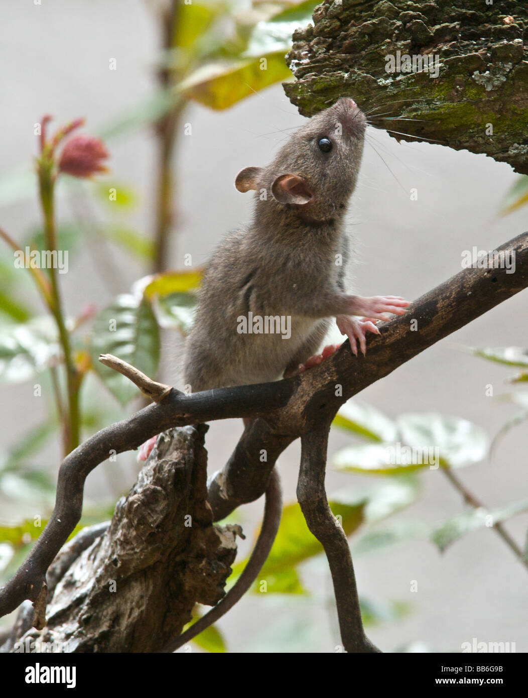 Una rata joven ágil para alcanzar las ramas de escalada la comida en una mesa de aves Foto de stock