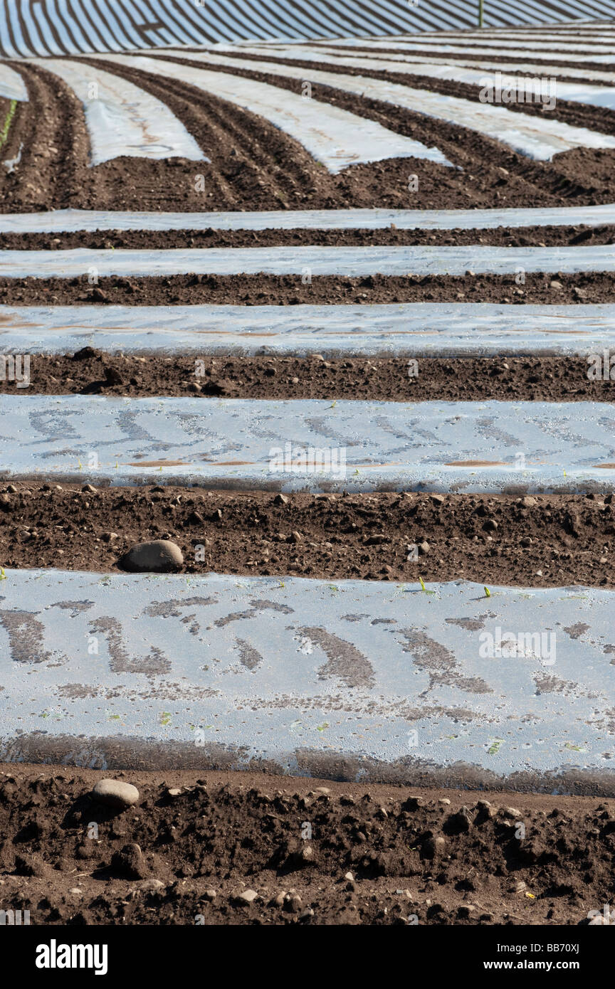 Campo de maíz recién sembrado covvered con láminas protectoras de plástico biodegradables Maryport Cumbria Foto de stock