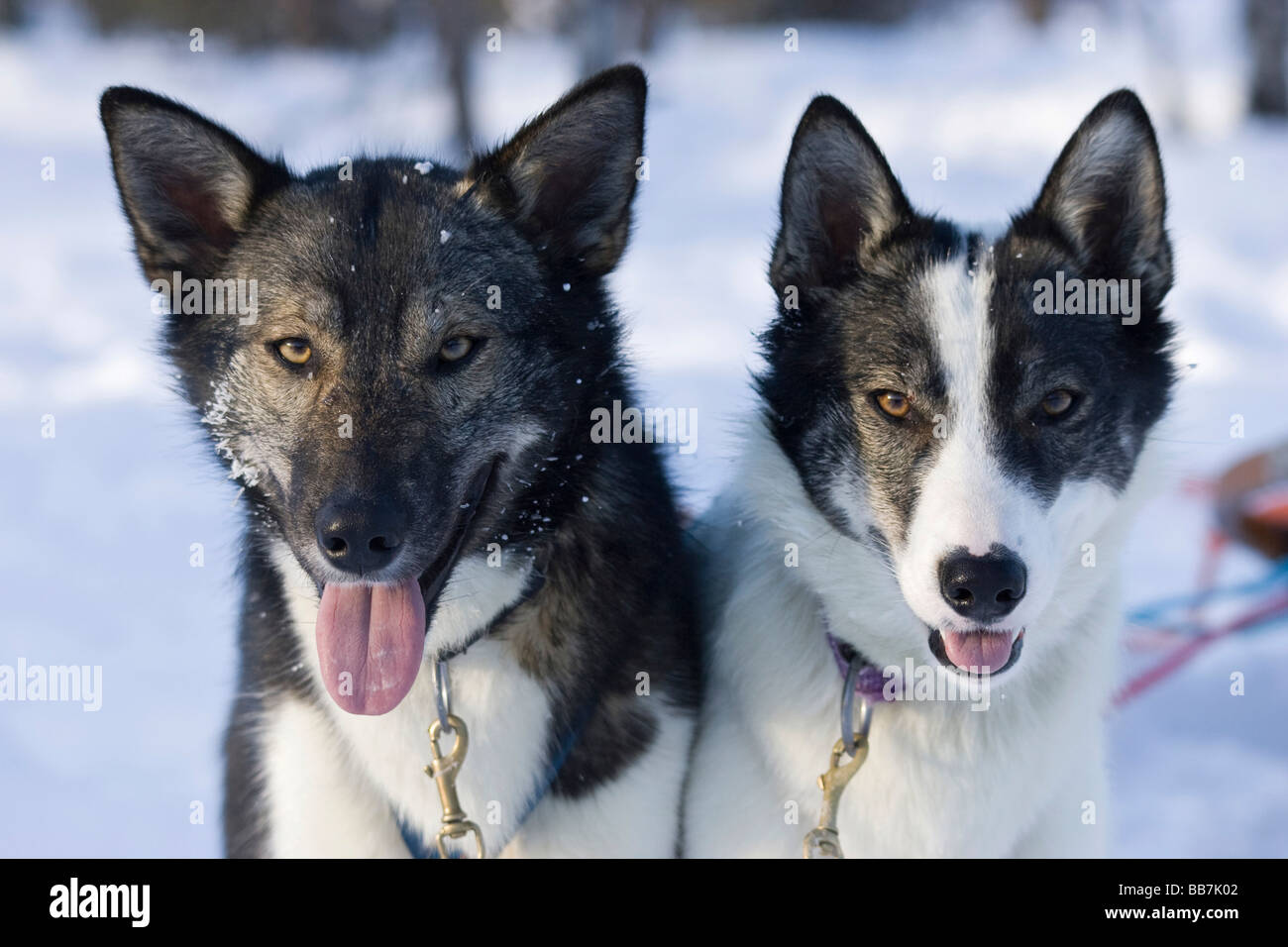 Perros de trineo de perros de trineo en un tour en Kiruna, Suecia  Fotografía de stock - Alamy