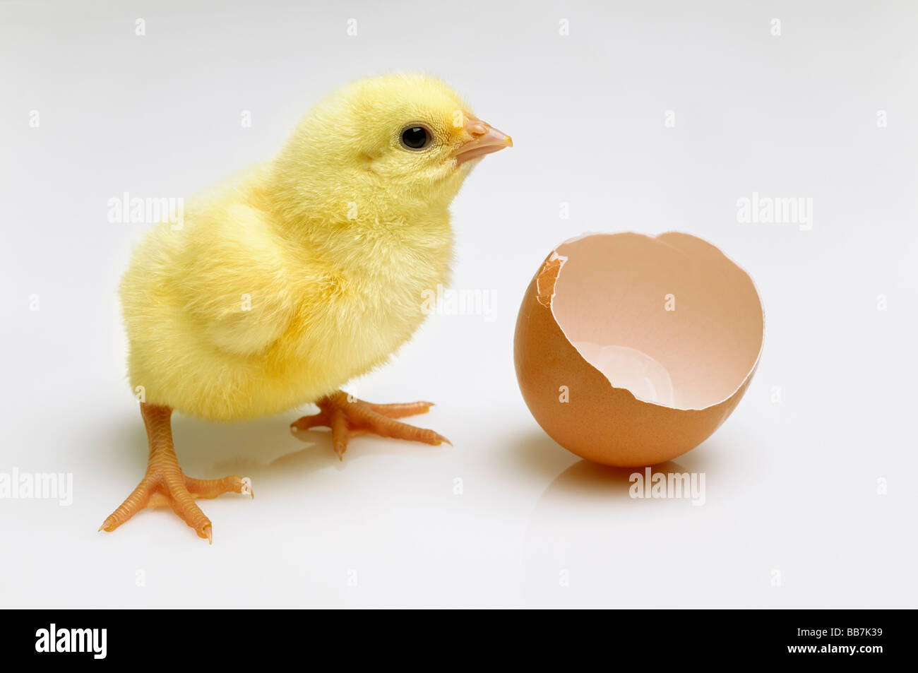 Recién Eclosionadas Chick junto a una cáscara de huevo rota Foto de stock