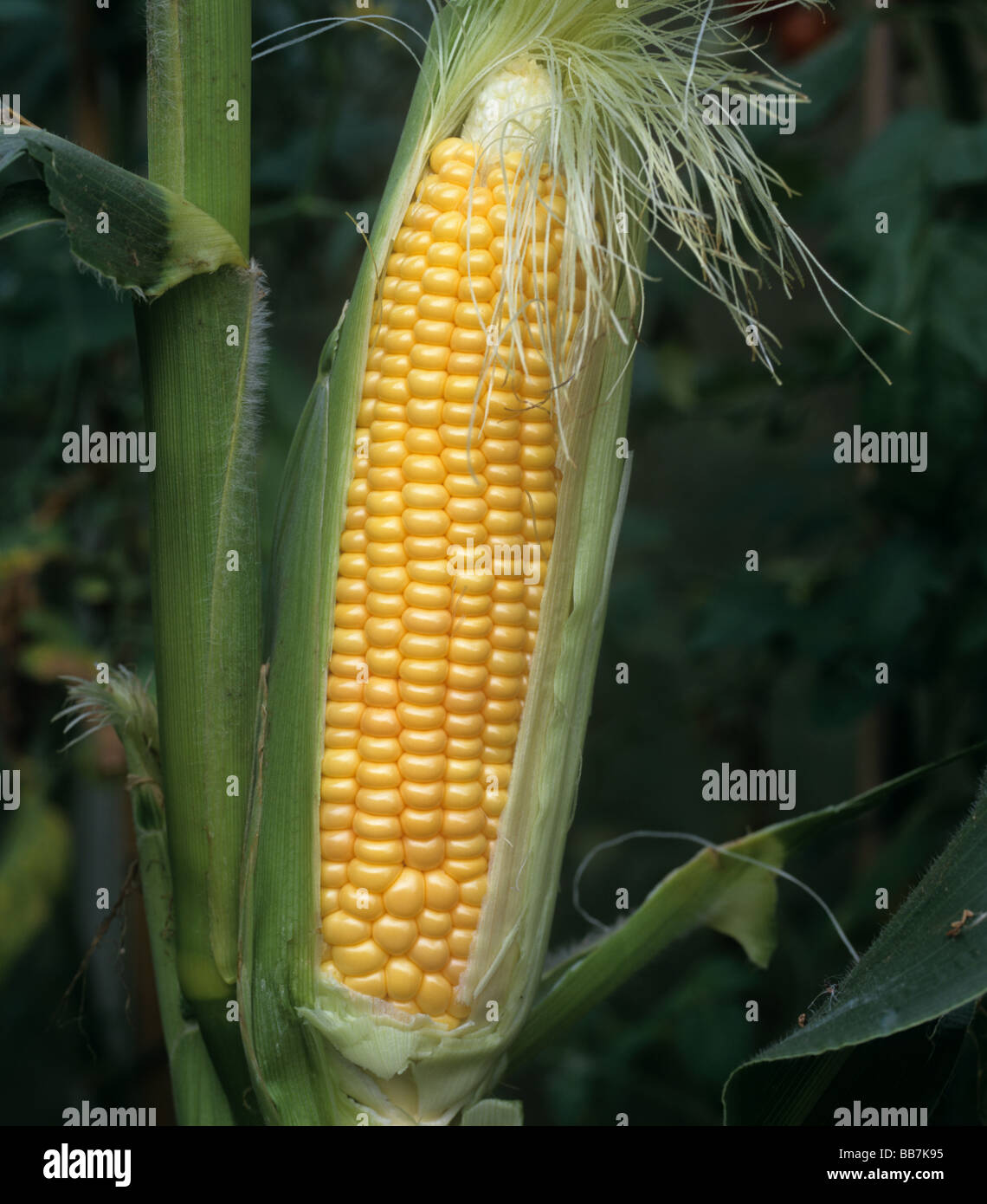 Mazorca de maíz dulce madura expuesta Foto de stock