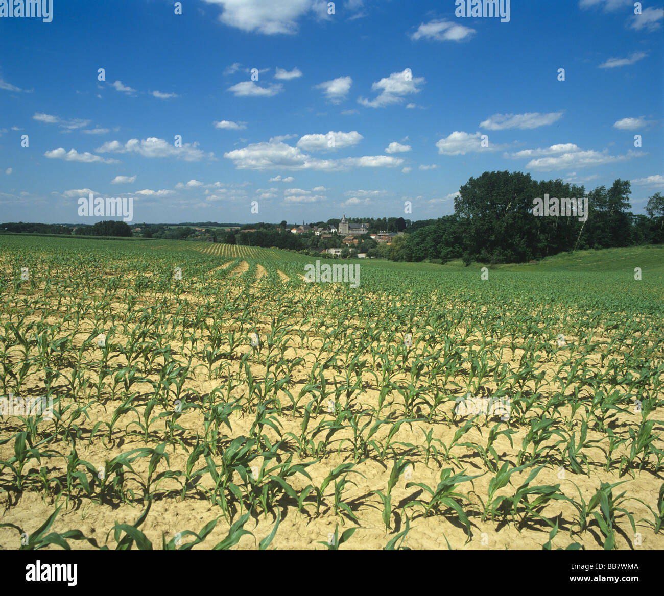 Cosecha de maíz joven en buen día de verano con aldea Nodebais detrás de Bélgica Foto de stock