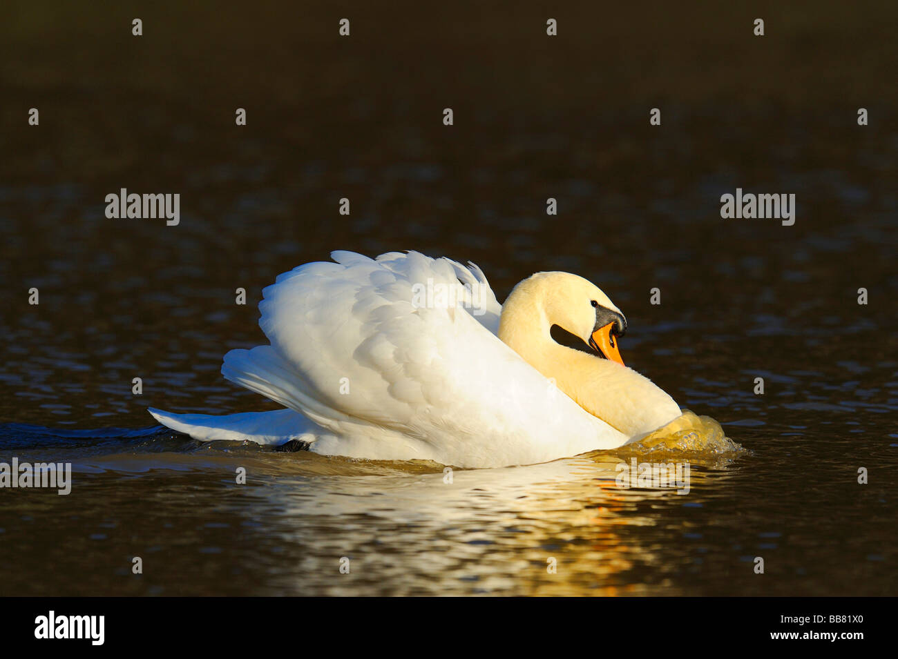 Cisne (Cygnus olor), amenazando el gesto Foto de stock