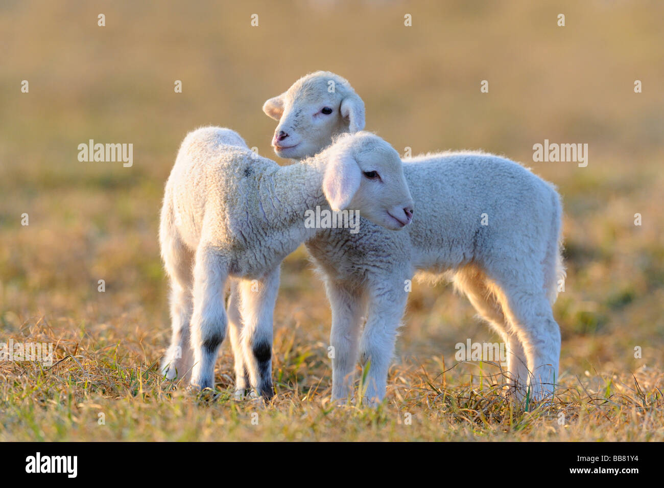 Ovejas domésticas, corderos, ovejas Merino Foto de stock