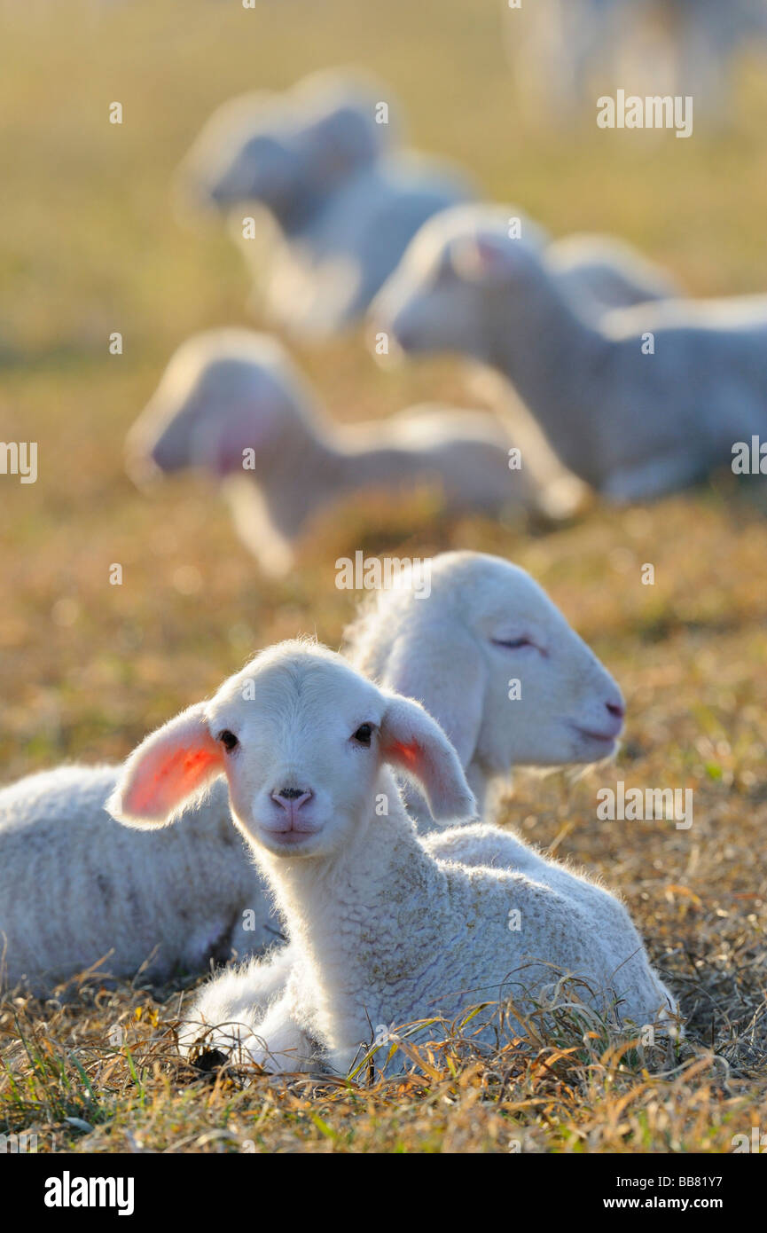 Ovejas domésticas, corderos, ovejas Merino Foto de stock