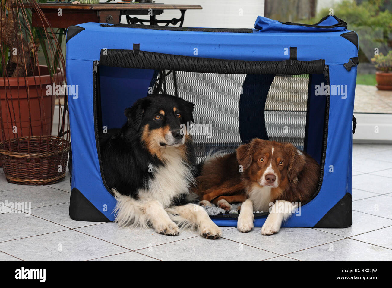 Pastor australiano a la izquierda y un Miniatur Pastor Australiano sobre la derecha, tumbado en una jaula de perro de nylon en el salón Foto de stock