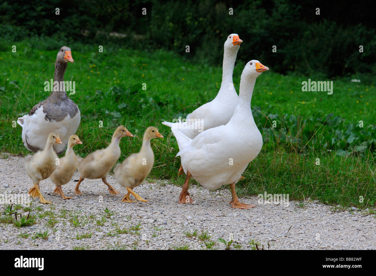 Los gansos con polluelos, Gosling, Suabia, Baden-Wurtemberg, Alemania, Europa Foto de stock
