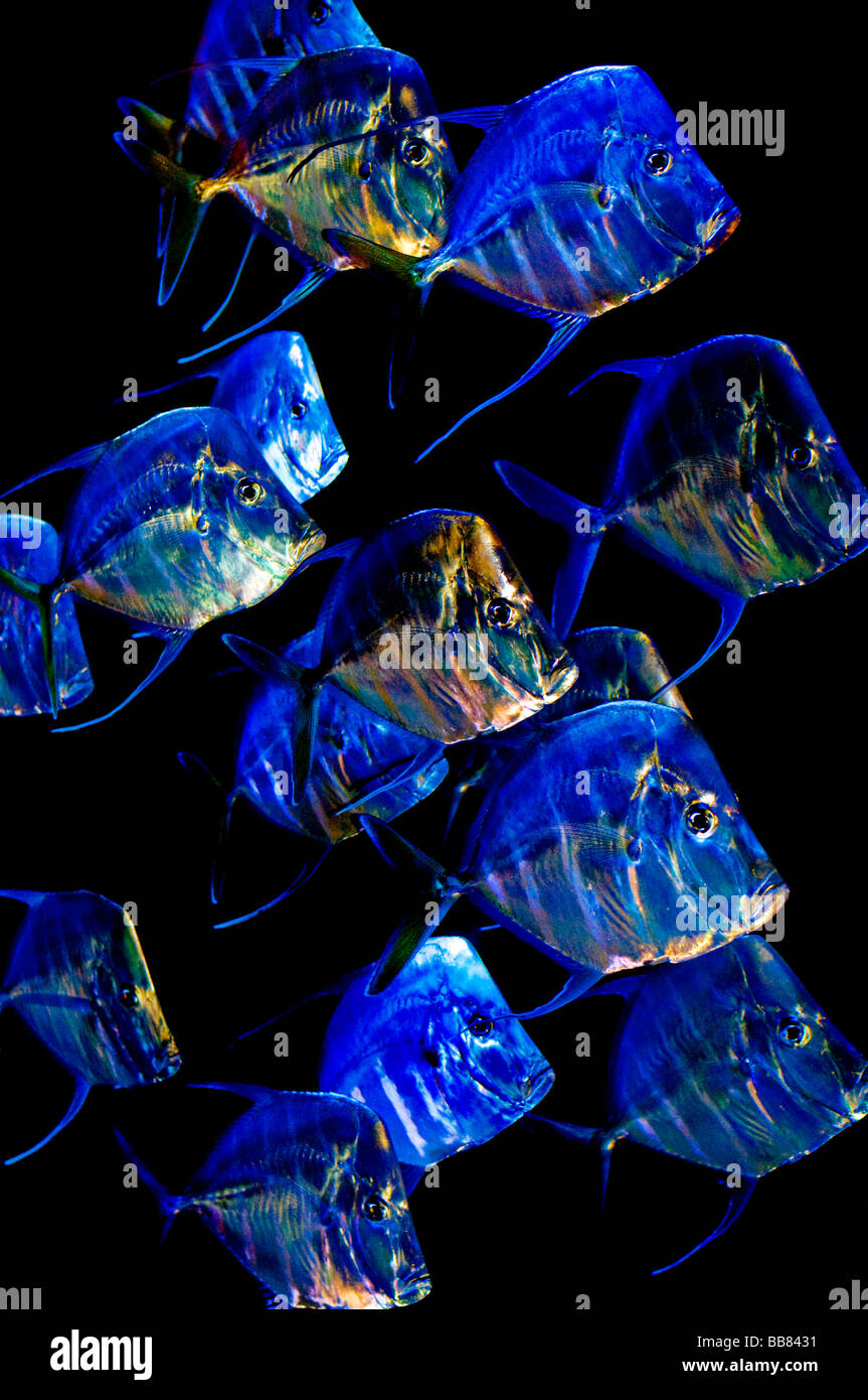 Azul y coloridos peces relucientes Foto de stock